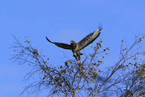 Raptor images by Neil Salisbury Betty Fold Gallery